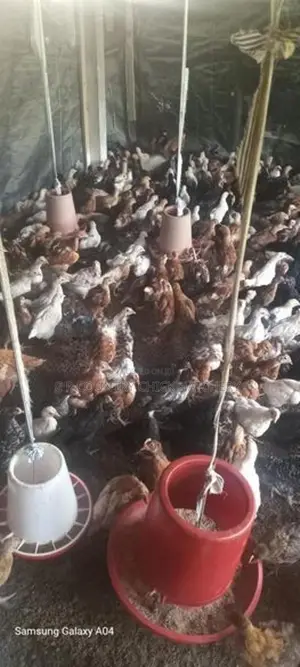 இறைச்சி கோழி குஞ்சு