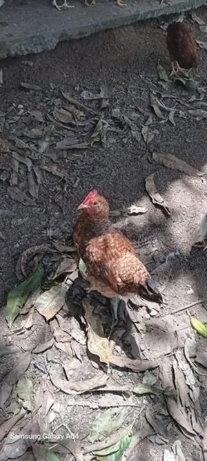 இறைச்சி கோழி குஞ்சு