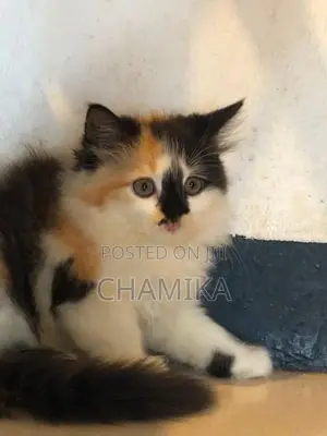 Cross Persian Cats