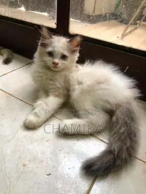 Cross Persian Cats