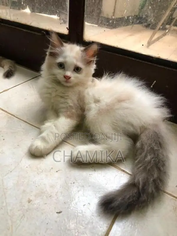 Cross Persian Cats