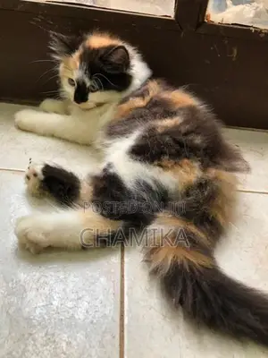 Cross Persian Cats