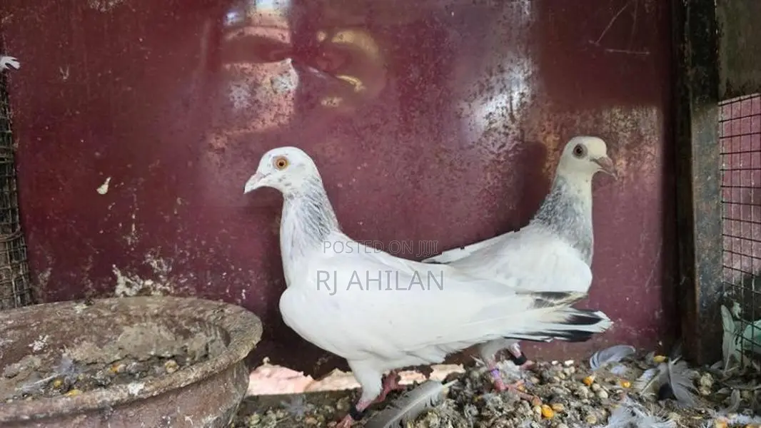 Timing pigeon
