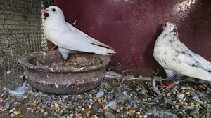 Timing pigeon