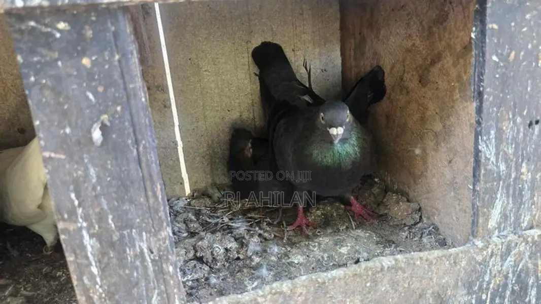 Timing pigeon