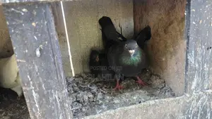 Timing pigeon