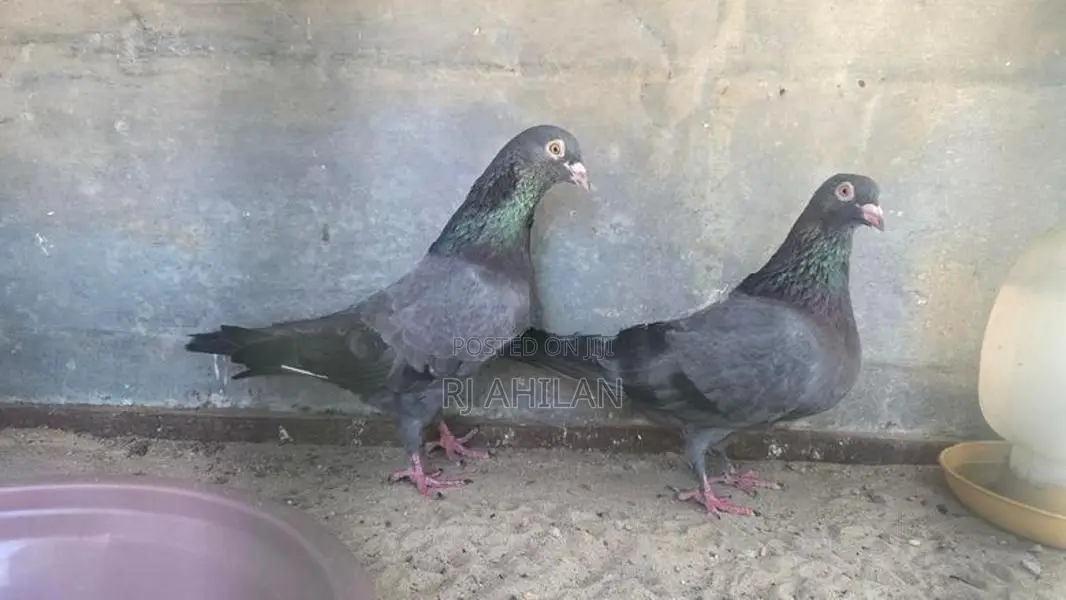 Timing pigeon