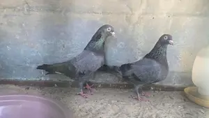 Timing pigeon