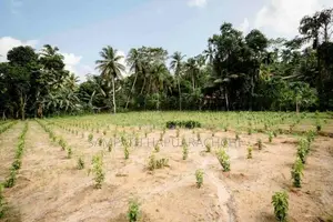 Land for Sale in Pitigala Galle