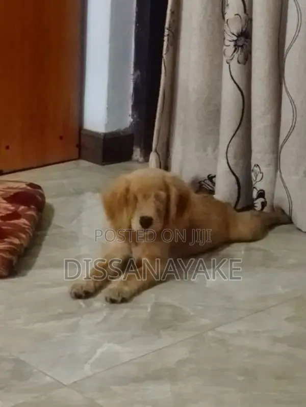 Cocker spaniel Male puppy