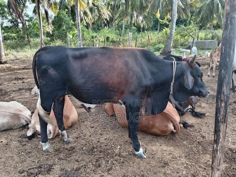 cow (sahiwal)