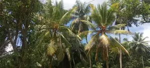 Horana බිම් කොටස් විකිණීමට
