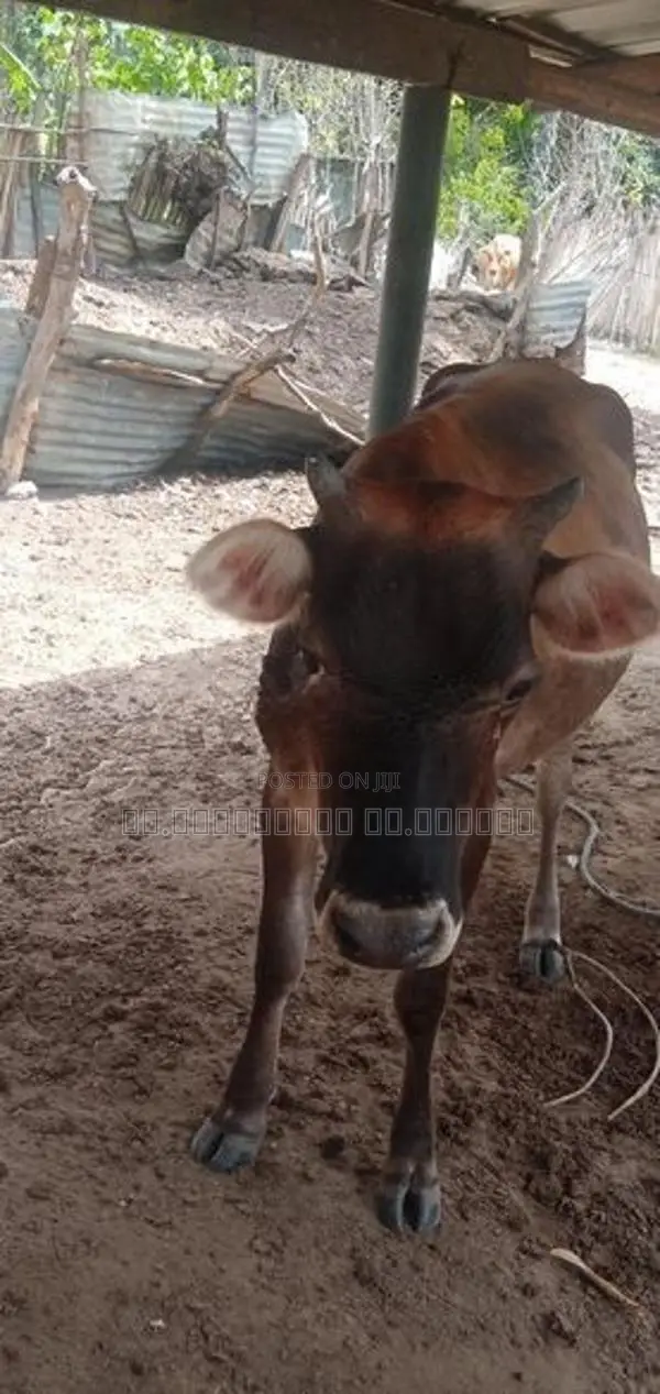 Farm Cow