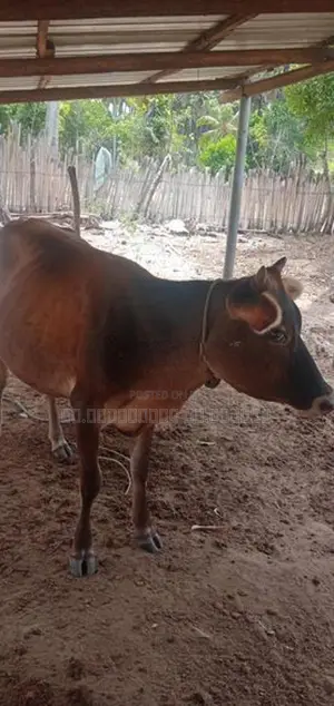 Farm Cow