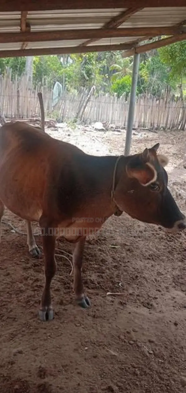 Farm Cow