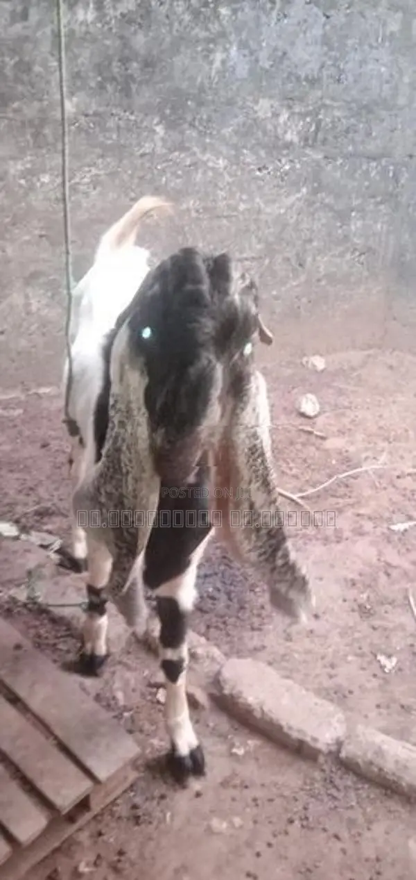 Farm Goat