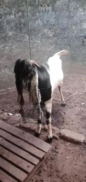 Farm Goat