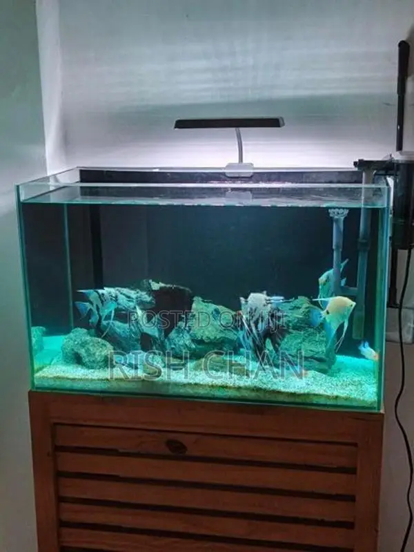 Fish Tank