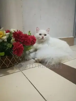 Pure White Persian Cat