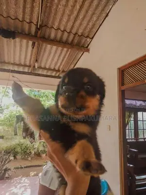 Rottweiler Puppies