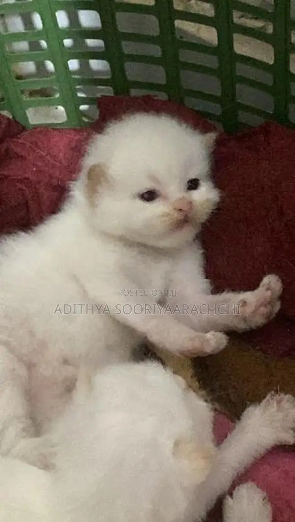 Persian Kittens