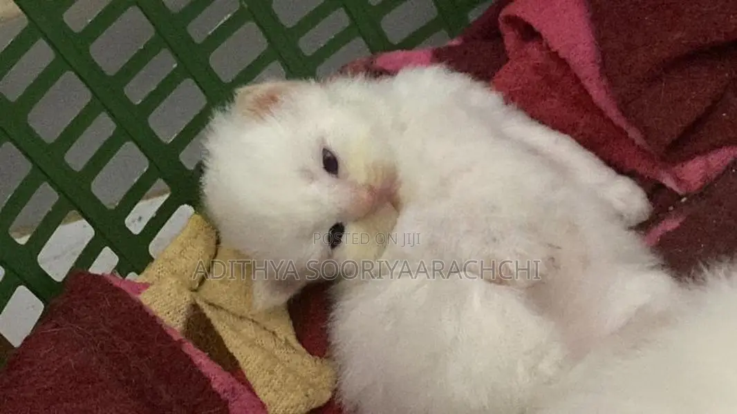 Persian Kittens