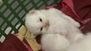 Persian Kittens
