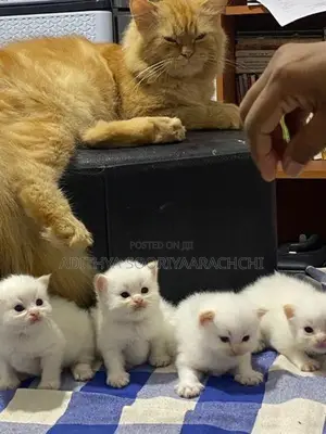 Persian Kittens