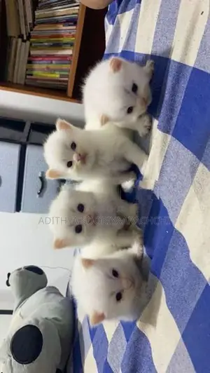 Persian Kittens