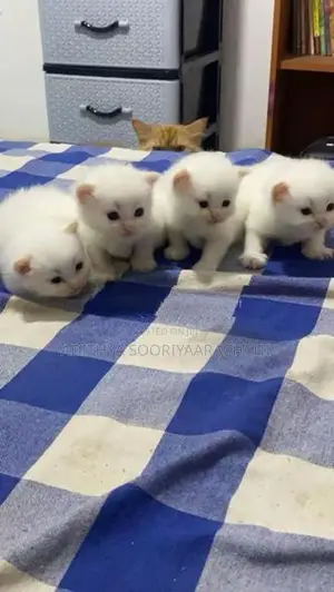 Persian Kittens