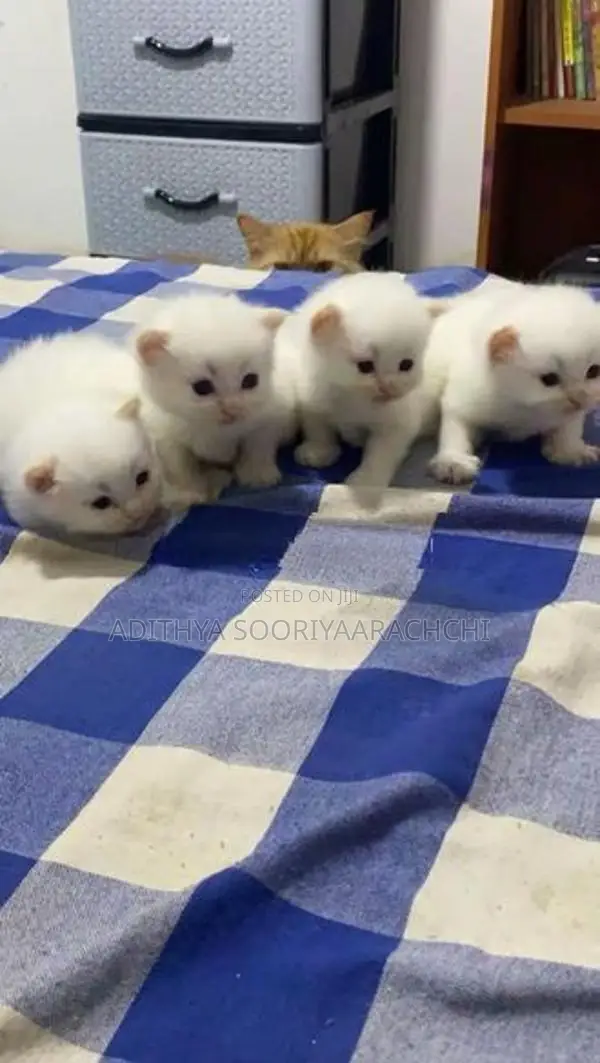 Persian Kittens
