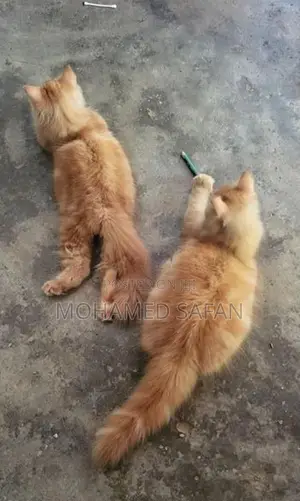 Ginger Persian Cat