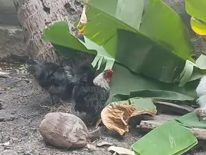 Silkie Chickens