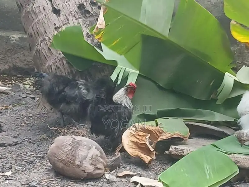 Silkie Chickens
