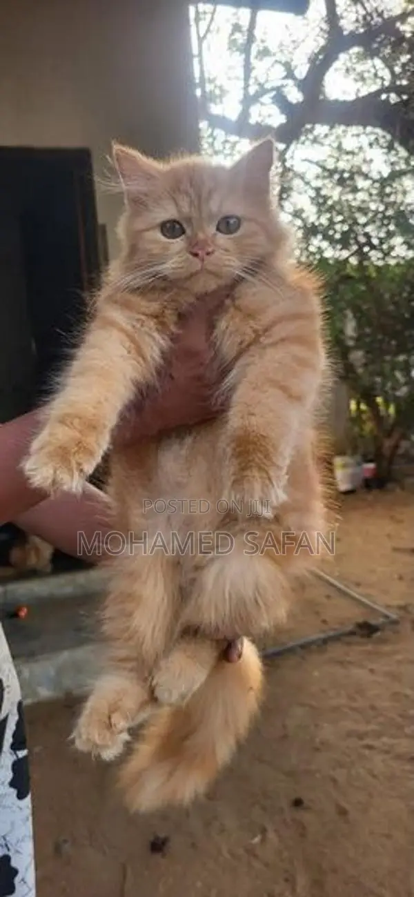 Ginger Persian Cat