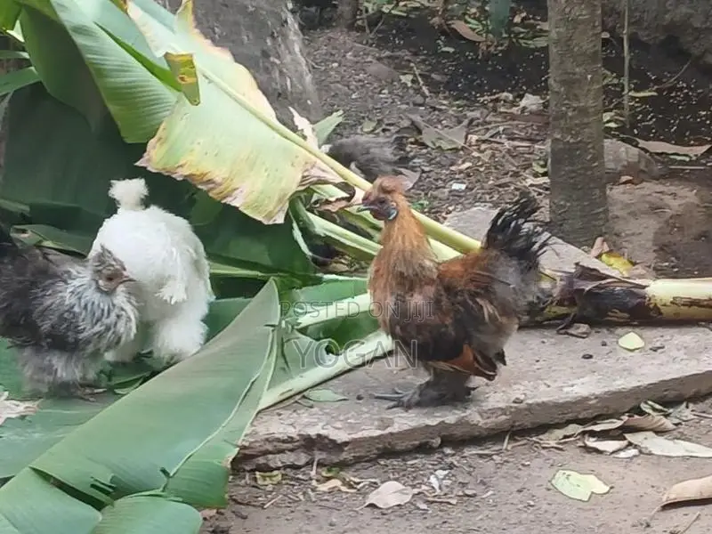 Silkie Chickens