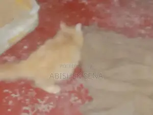 Persian Cat Kitten
