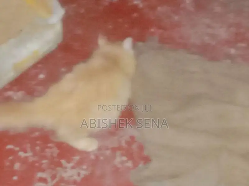 Persian Cat Kitten