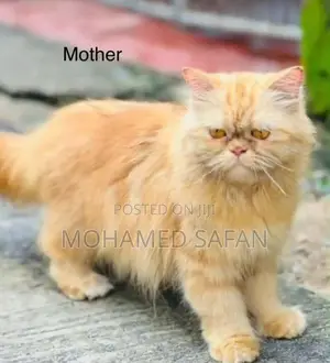 Ginger Persian Cat