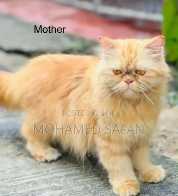 Ginger Persian Cat