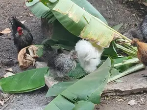 Silkie Chickens