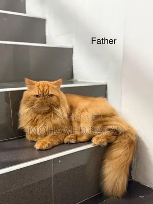 Ginger Persian Cat