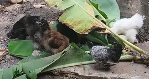 Silkie Chickens