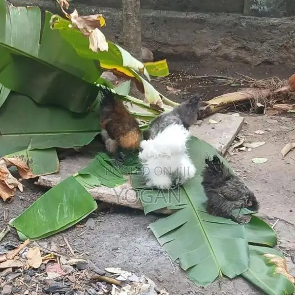 Silkie Chickens