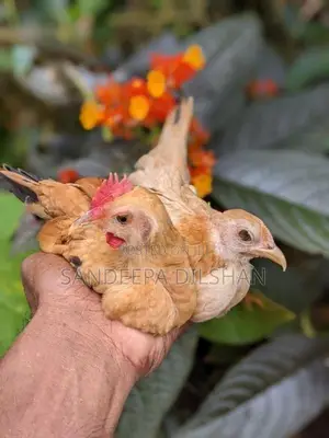 Bantem Chickens