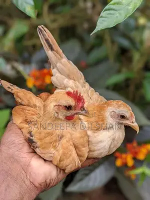 Sebright Chicken