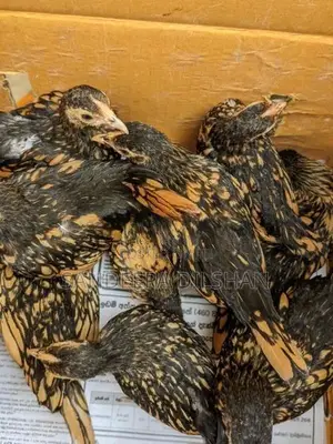 Bantem Chickens