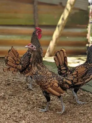 Sebright Chicken