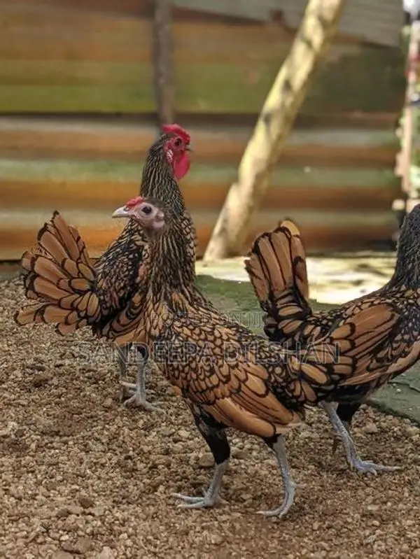 Sebright Chicken