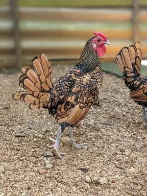 Bantem Chickens